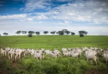Agronegócio no Brasil: conceitos e tecnologias